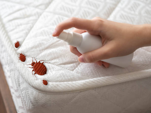 Best Pest Removal Services  in New Knoxville, OH